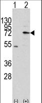 Western blot of MIPEP (arrow) using rabbit polyclonal MIPEP Antibody. 293 cell lysates (2 ug/lane) either nontransfected (Lane 1) or transiently transfected with the MIPEP gene (Lane 2) (Origene Technologies).