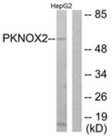Western blot of extracts from HepG2 cells, using PKNOX2 Antibody. The lane on the right is treated with the synthesized peptide.