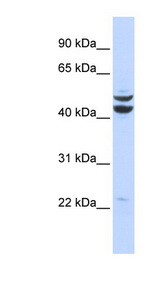PKNOX2 antibody LS-C110399 Western blot of 293T cell lysate.
