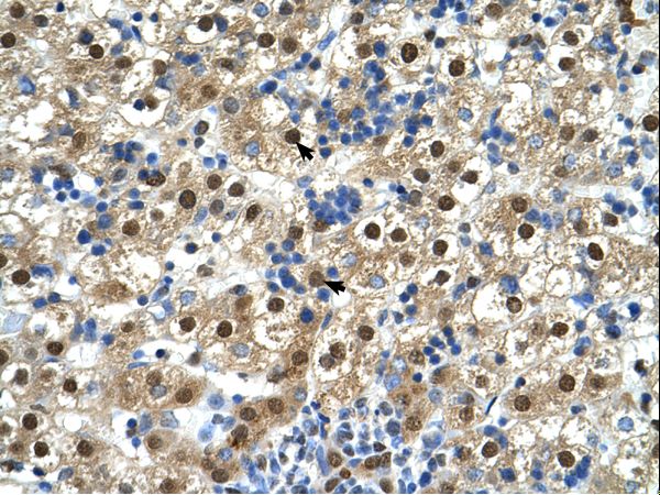 GDE1 / MIR16 antibody LS-C81024 was used in IHC to stain formalin-fixed, paraffin-embedded human liver.