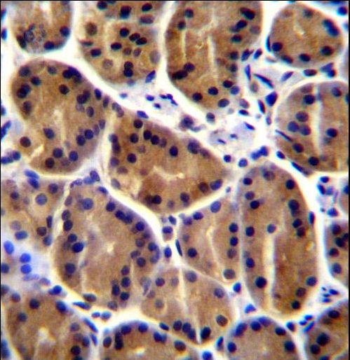 PKP2 Antibody immunohistochemistry of formalin-fixed and paraffin-embedded human stomach tissue followed by peroxidase-conjugated secondary antibody and DAB staining.