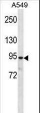 PKP3 Antibody western blot of A549 cell line lysates (35 ug/lane). The PKP3 antibody detected the PKP3 protein (arrow).