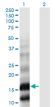 Western Blot analysis of PLA2G10 expression in transfected 293T cell line by PLA2G10 monoclonal antibody (M01), clone 5G11.Lane 1: PLA2G10 transfected lysate (Predicted MW: 18.2 KDa).Lane 2: Non-transfected lysate.