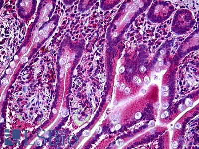 Anti-KCNE2 antibody IHC of human small intestine. Immunohistochemistry of formalin-fixed, paraffin-embedded tissue after heat-induced antigen retrieval. Antibody LS-B5136 concentration 3.75 ug/ml.