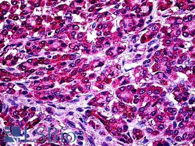 Anti-KCNE2 antibody IHC of human pancreas. Immunohistochemistry of formalin-fixed, paraffin-embedded tissue after heat-induced antigen retrieval. Antibody LS-B5136 concentration 3.75 ug/ml.
