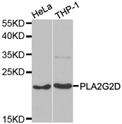 Western blot analysis of extracts of various cell lines, using PLA2G2D antibody.