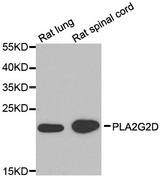 Western blot analysis of extracts of various cell lines, using PLA2G2D antibody.