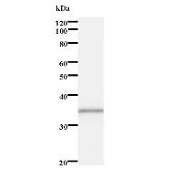 Western blot analysis of immunized recombinant protein, using anti-MIS12 monoclonal antibody.