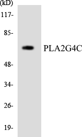 Western blot of the lysates from HeLa cells using PLA2G4C antibody.