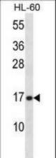 PLA2G5 Antibody western blot of HL-60 cell line lysates (35 ug/lane). The PLA2G5 antibody detected the PLA2G5 protein (arrow).