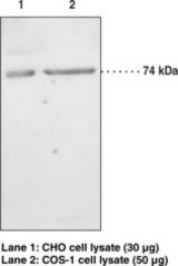 Western blot of PLA2G6 antibody LS-B1603.
