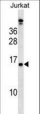 PLAC4 Antibody western blot of Jurkat cell line lysates (35 ug/lane). The PLAC4 antibody detected the PLAC4 protein (arrow).