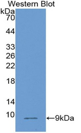 Western blot of recombinant PLAC9.