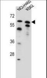 PLAG1 Antibody western blot of NCI-H460,K562 cell line lysates (35 ug/lane). The PLAG1 antibody detected the PLAG1 protein (arrow).