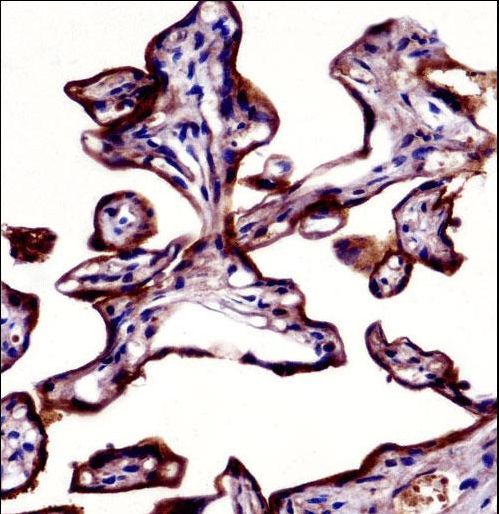ALPP Antibody immunohistochemistry of formalin-fixed and paraffin-embedded human placenta tissue followed by peroxidase-conjugated secondary antibody and DAB staining.