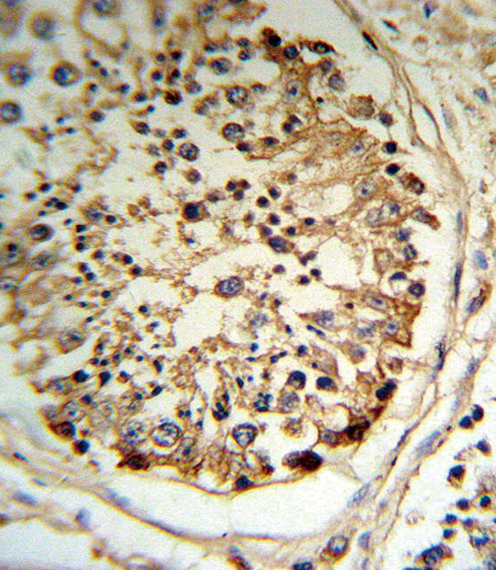 TPA Antibody (RB18787) IHC of formalin-fixed and paraffin-embedded human testis tissue followed by peroxidase-conjugated secondary antibody and DAB staining.