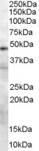 (0.3 ug/ml) staining of 293 lysate (35 ug protein in RIPA buffer). Primary incubation was 1 hour. Detected by chemiluminescence.