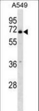 PLBD2 Antibody western blot of A549 cell line lysates (35 ug/lane). The PLBD2 antibody detected the PLBD2 protein (arrow).
