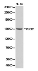 Western blot of extracts of HL-60 cell lines, using PLCB1 antibody.