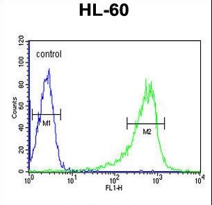 PLCB1 Antibody flow cytometry of HL-60 cells (right histogram) compared to a negative control cell (left histogram). FITC-conjugated goat-anti-rabbit secondary antibodies were used for the analysis.