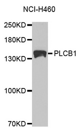 Western blot analysis of extracts of NCI-H460 cell lines, using PLCB1 antibody.