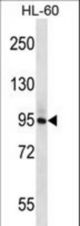 PLCD1 Antibody western blot of HL-60 cell line lysates (35 ug/lane). The PLCD1 antibody detected the PLCD1 protein (arrow).