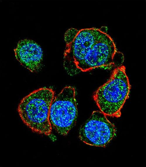 Confocal immunofluorescent of MITF Antibody with HeLa cell followed by Alexa Fluor 488-conjugated goat anti-rabbit lgG (green). Actin filaments have been labeled with Alexa Fluor 555 phalloidin (red). DAPI was used to stain the cell nuclear (blue).