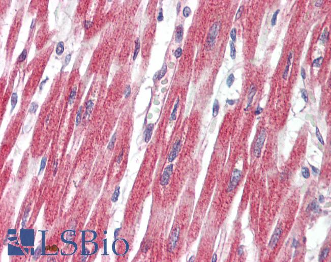 Anti-PLCL1 antibody IHC staining of human heart. Immunohistochemistry of formalin-fixed, paraffin-embedded tissue after heat-induced antigen retrieval.