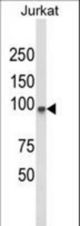 Western blot of PLCL1 Antibody in Jurkat cell line lysates (35 ug/lane). PLCL1 (arrow) was detected using the purified antibody.
