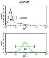 PLCL1 Antibody flow cytometry of Jurkat cells (bottom histogram) compared to a negative control cell (top histogram). FITC-conjugated goat-anti-rabbit secondary antibodies were used for the analysis.