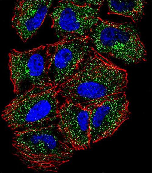 Confocal immunofluorescent of PLCL2 Antibody with NCI-H460 cell followed by Alexa Fluor 488-conjugated goat anti-rabbit lgG (green). Actin filaments have been labeled with Alexa Fluor 555 phalloidin (red). DAPI was used to stain the cell nuclear (blue).