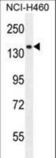 PLCL2 Antibody western blot of NCI-H460 cell line lysates (35 ug/lane). The PLCL2 antibody detected the PLCL2 protein (arrow).