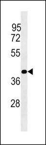 PLCXD1 Antibody western blot of Jurkat cell line lysates (35 ug/lane). The PLCXD1 Antibody detected the PLCXD1 protein (arrow).
