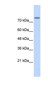 PLD2 antibody LS-C101426 Western blot of Transfected 293T cell lysate.