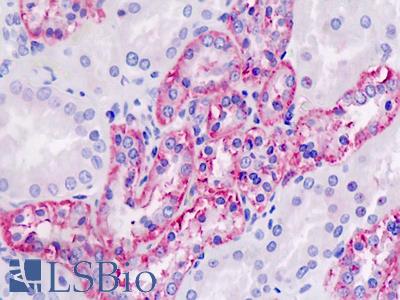 Anti-PLD4 / Phospholipase D4 antibody IHC staining of human kidney. Immunohistochemistry of formalin-fixed, paraffin-embedded tissue after heat-induced antigen retrieval.