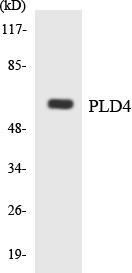 Western blot of the lysates from K562 cells using PLD4 antibody.