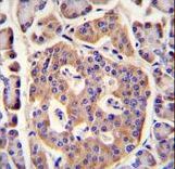PLD5 Antibody immunohistochemistry of formalin-fixed and paraffin-embedded human pancreas tissue followed by peroxidase-conjugated secondary antibody and DAB staining.