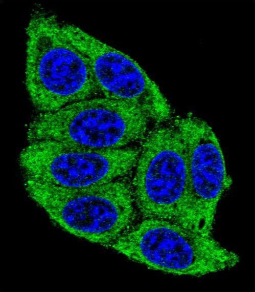 Confocal immunofluorescent of PLD5 Antibody with 293 cell followed by Alexa Fluor? 488-conjugated goat anti-rabbit lgG (green). DAPI was used to stain the cell nuclear (blue).