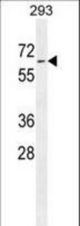 PLD5 Antibody western blot of 293 cell line lysates (35 ug/lane). The PLD5 antibody detected the PLD5 protein (arrow).