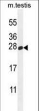 PLD6 Antibody western blot of mouse testis tissue lysates (35 ug/lane). The PLD6 antibody detected the PLD6 protein (arrow).