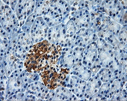 IHC of paraffin-embedded pancreas tissue using anti-PLEK mouse monoclonal antibody. (Dilution 1:50).