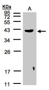 Sample (30 ug of whole cell lysate). A: Raji. 12% SDS PAGE. PLEK / Pleckstrin antibody diluted at 1:500