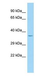 PLEKHA3 antibody Western Blot of Fetal Liver.