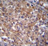 PLEKHA4 Antibody immunohistochemistry of formalin-fixed and paraffin-embedded human liver tissue followed by peroxidase-conjugated secondary antibody and DAB staining.