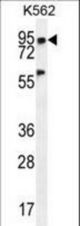 PLEKHA4 Antibody western blot of K562 cell line lysates (35 ug/lane). The PLEKHA4 antibody detected the PLEKHA4 protein (arrow).