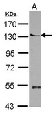 Sample (30 ug of whole cell lysate) A: Jurkat 7.5% SDS PAGE PLEKHA5 / PEPP2 antibody diluted at 1:1000