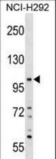 PLEKHA6 Antibody western blot of NCI-H292 cell line lysates (35 ug/lane). The PLEKHA6 antibody detected the PLEKHA6 protein (arrow).