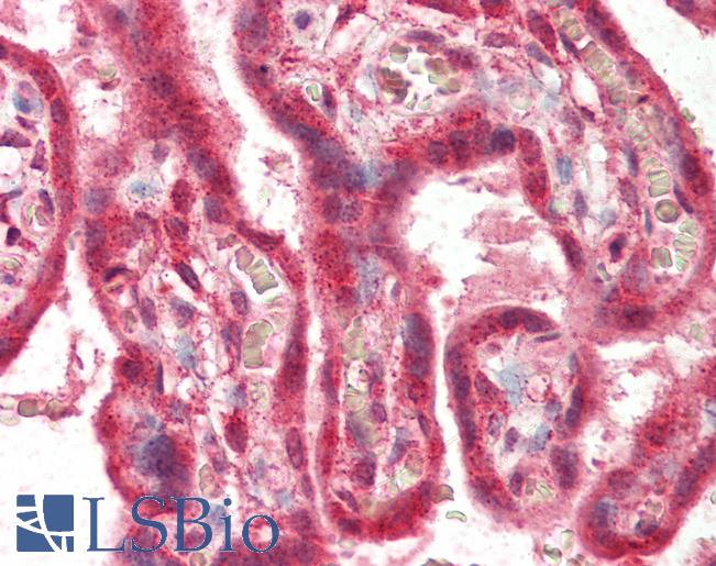 Anti-PLEKHA8 antibody IHC of human placenta. Immunohistochemistry of formalin-fixed, paraffin-embedded tissue after heat-induced antigen retrieval. Antibody LS-B2332 concentration 5 ug/ml.