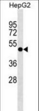 PLEKHA8 Antibody western blot of HepG2 cell line lysates (35 ug/lane). The PLEKHA8 antibody detected the PLEKHA8 protein (arrow).