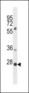 PLEKHF1 Antibody western blot of 293 cell line lysates (35 ug/lane). The PLEKHF1 antibody detected the PLEKHF1 protein (arrow).